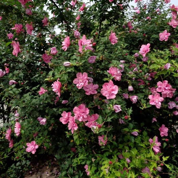  重瓣木槿花，開花艷麗清香，盆栽地栽，公園觀賞成活率高，包郵