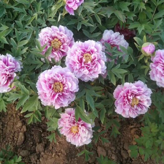 菏泽 批发观赏牡丹，芍药