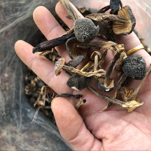 文山市 云南野生鸡枞菌黑皮鸡枞