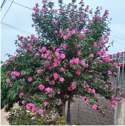 平邑县 重瓣木槿花，开花艳丽清香，盆栽地栽，公园观赏成活率高，包邮