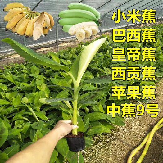 灵山县粉蕉苗