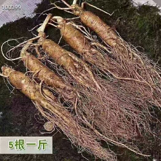  长白山人参鲜参，一斤5根 精品无瑕 二斤包邮