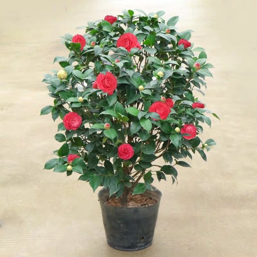 平邑县 茶花盆栽重瓣四季开花不断山茶花树苗五色赤丹带花苞室内好养花