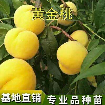 平邑县黄金脆桃苗，包结果包成活，免费提供种植技术