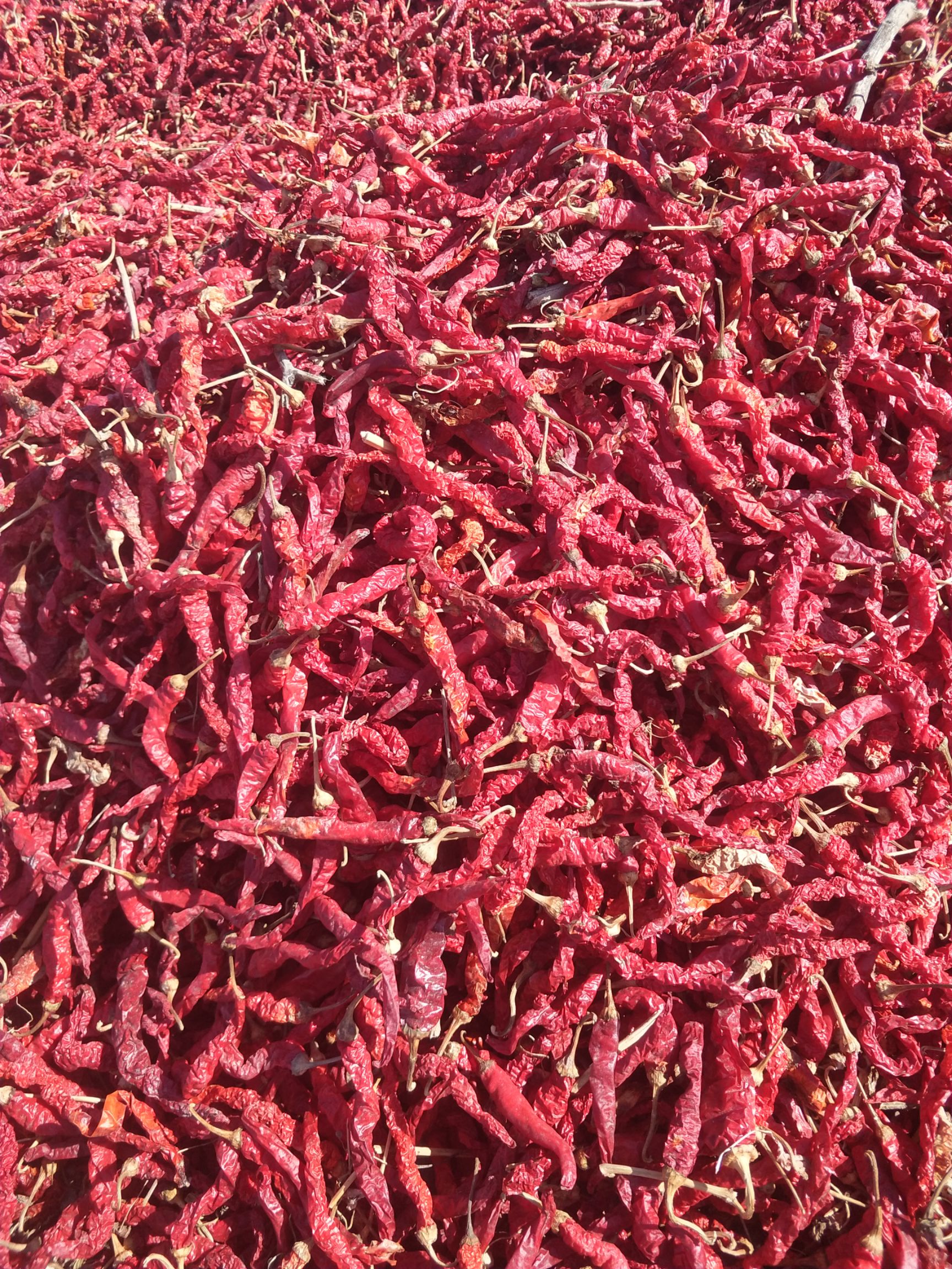 干线椒 新线椒上市啦喜欢的咨询我