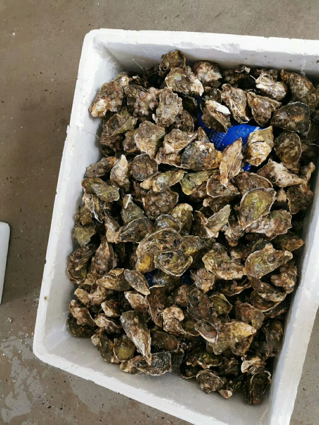 深海海鲜 海鲜批发零售，一手货源，保质保量！新鲜！无脱水现象