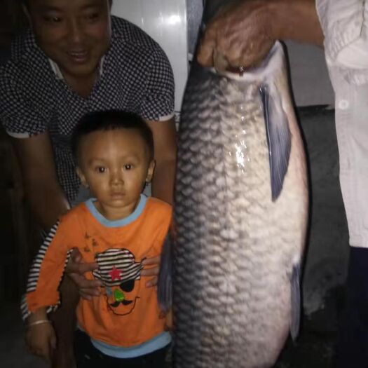 醴陵市水库草鱼 保质保量