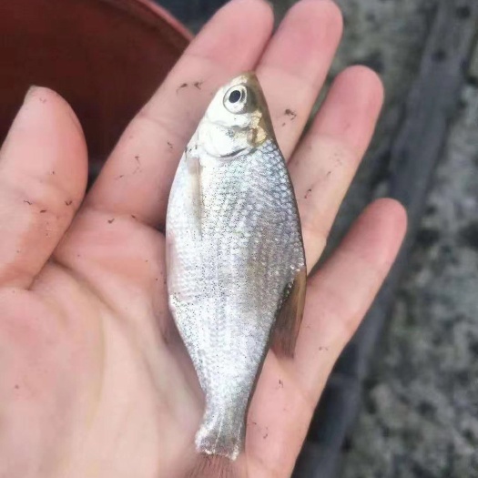 盐边县 鱼苗   鳊鱼苗武昌鱼苗 包运输消毒下塘