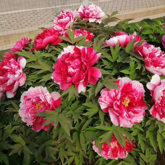 菏泽 常年批发观赏牡丹，芍药油牡丹，