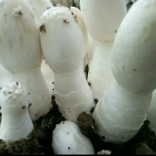 巨野县新鲜鸡腿菇