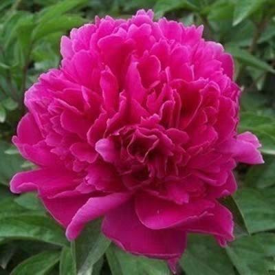 平邑县 牡丹花，国花，雍荣华贵，富贵典雅，世界名花珍品，光大艳丽