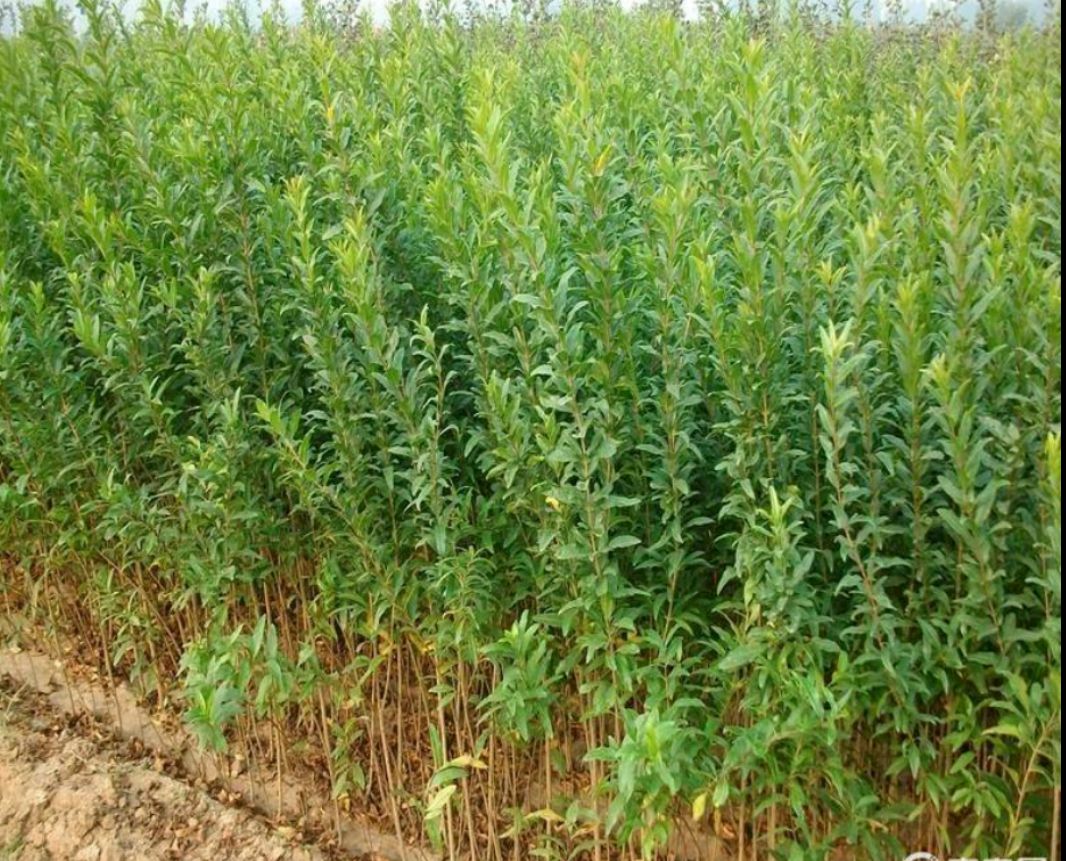 甜石榴树苗 石榴苗各种石榴苗现挖现卖，基地直发，诚信第一。
