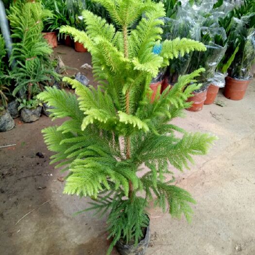 长治南洋杉盆栽植物盆栽南阳杉阳台常绿植物办公室盆栽圣诞树苗客厅