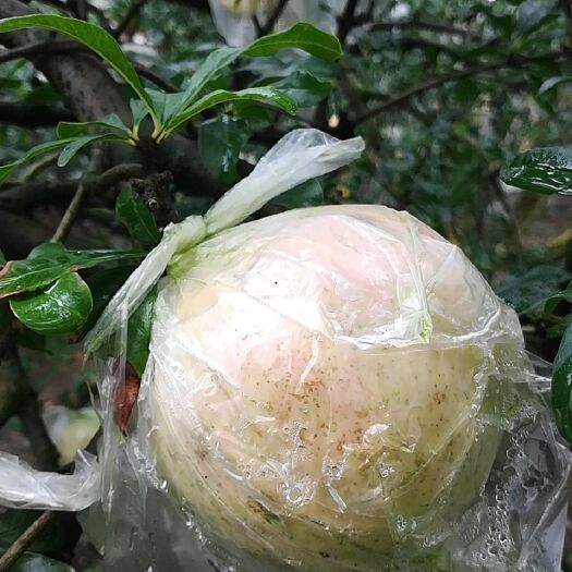 蒙自市 1件代发蒙自石榴