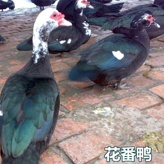 南宁 花番鸭苗
