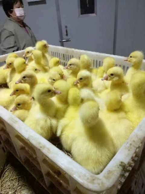 东海县土鸡苗 统货