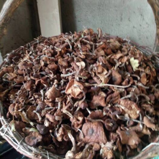 阿荣旗生野干榛蘑 东北纯野生榛蘑干品