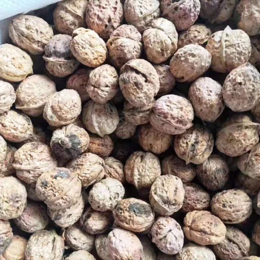 成都 云南麻子核桃大果中果批发