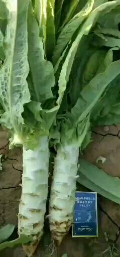 靖远县青叶莴笋  精品尖叶青笋大量上市，无空心质量有保，欢迎至电考