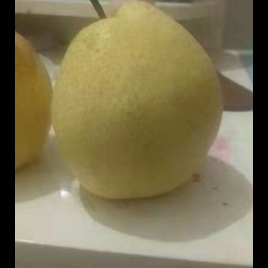 大荔县 早酥梨