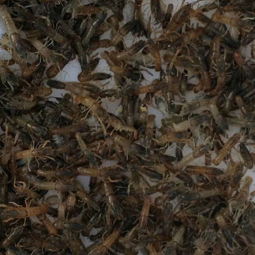 南宁澳洲龙虾苗，场地直销