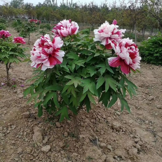 菏泽 常年批发牡丹，芍药