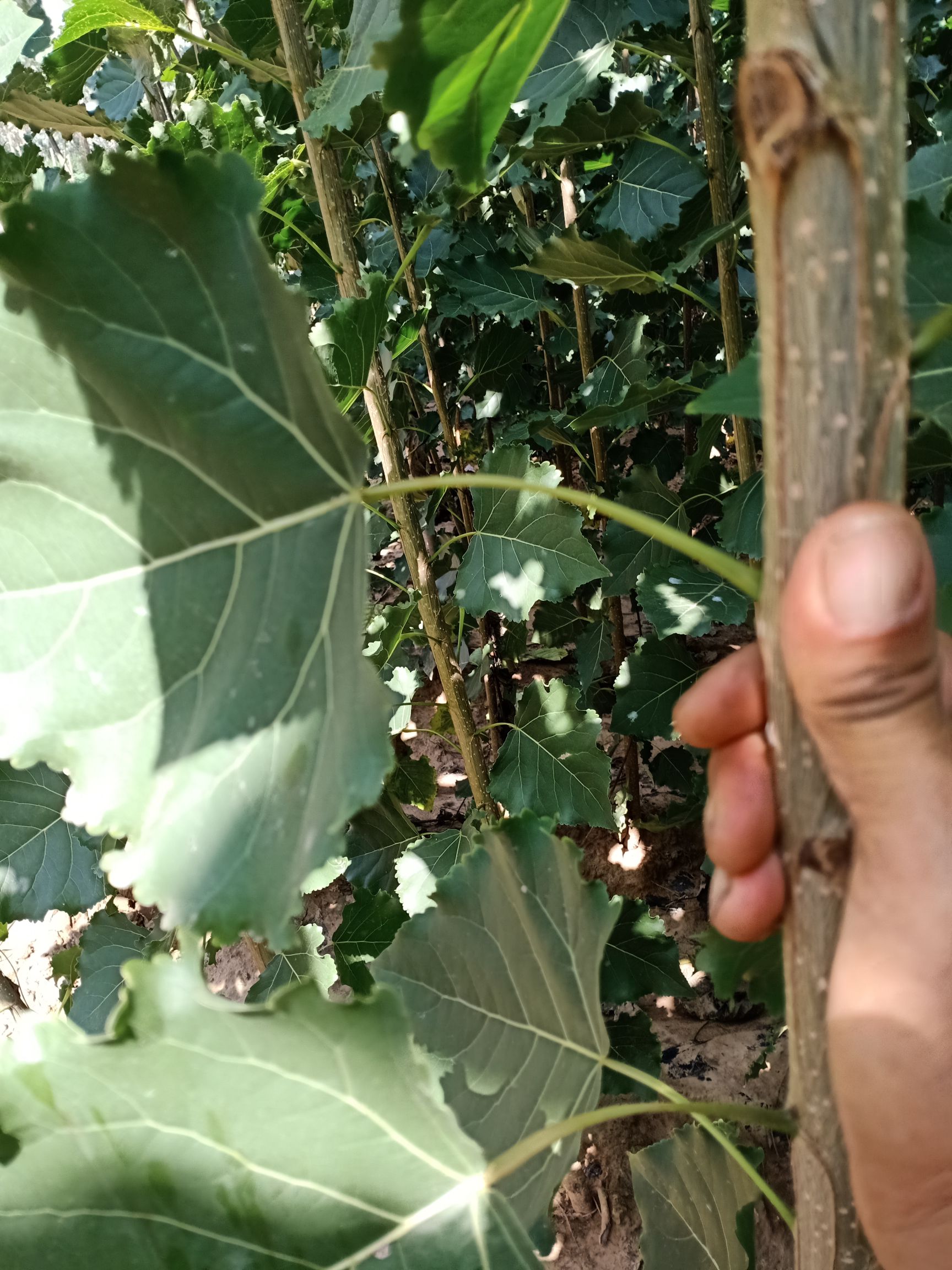 107速生杨树苗，鲁西北苗木基地农户直销，无病虫害，质优价廉