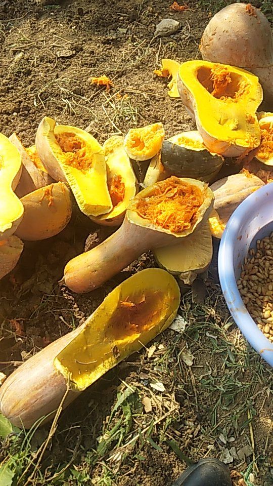 南瓜子 农户土南瓜干生