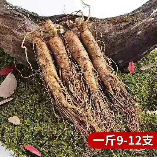 园参  长白山人参鲜参，一斤9-12根 精品无瑕 二斤包邮