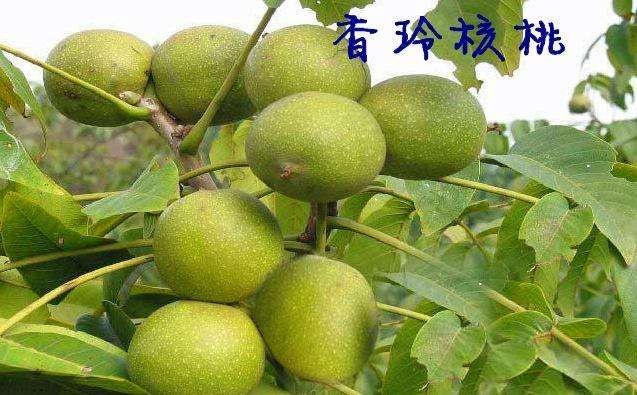 平邑县香玲核桃苗 香玲核桃树苗，1～3年苗，南北方种植！