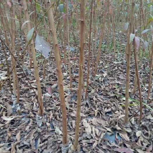 苍溪县四川脆红李苗品种纯正（1/2/3年苗）大小规格
