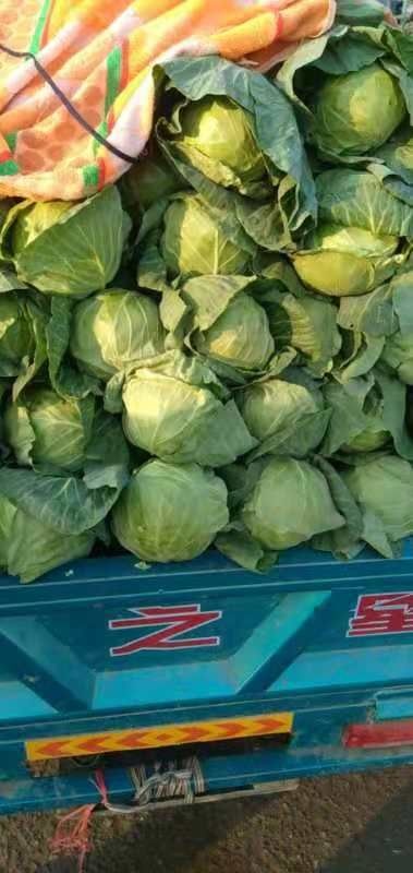 中甘21  郑州中牟包菜供应