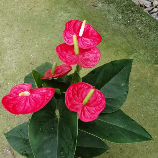 泗阳县红掌