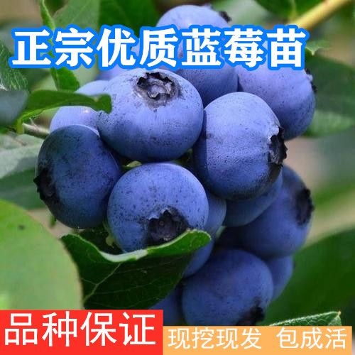 平邑县 蓝丰蓝莓苗  可盆栽地栽 中熟品种 当年结果