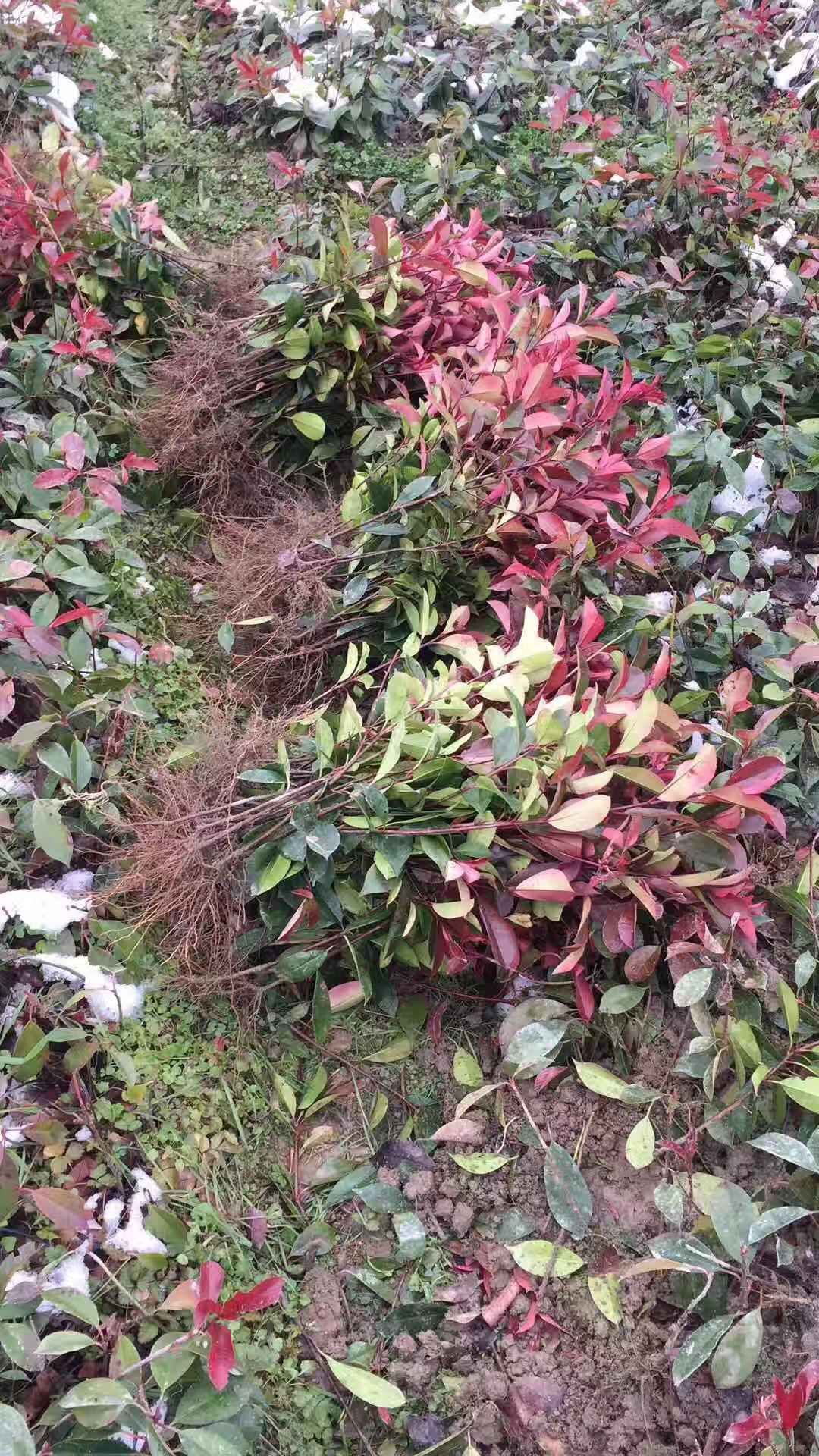  红叶石楠树苗 四季常青庭院绿化苗木 树苗红罗宾红叶石楠篱笆