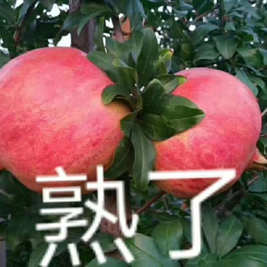 荥阳市 正宗的北邙河阴石榴，皮薄，味美，正宗的北邙河阴石榴已经成熟，