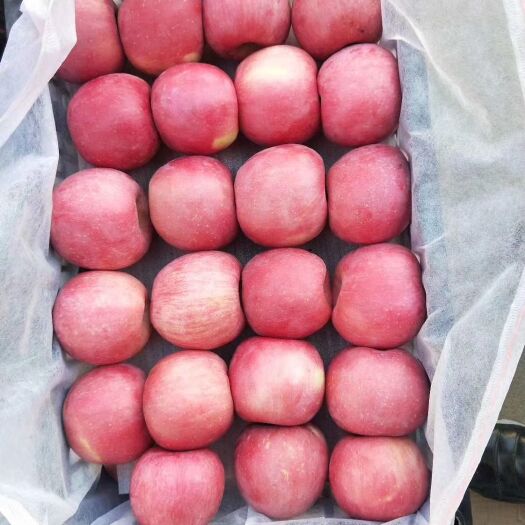 绥中县寒富苹果大量上市了货源充足颜色好口感脆甜个头均匀价格美丽