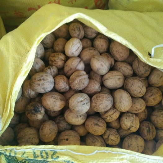 西安薄皮核桃 陕西，香玲