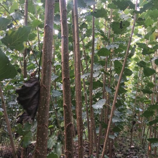 濮阳县107速生杨 诚信供应货源