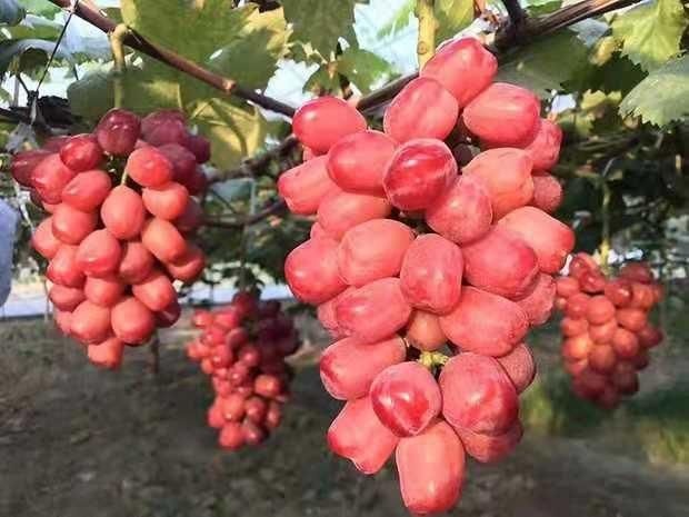 平邑县 浪漫红颜葡萄苗，1～5年，盆栽地栽，南北方种植！