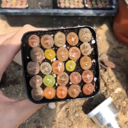 兰陵县 一组生石花
58包邮
可带盆发货