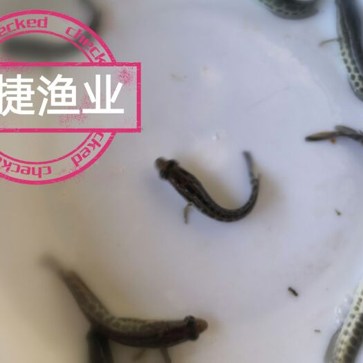 广州 黑鱼苗