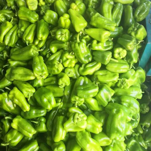 商河县菜椒 商河太空椒