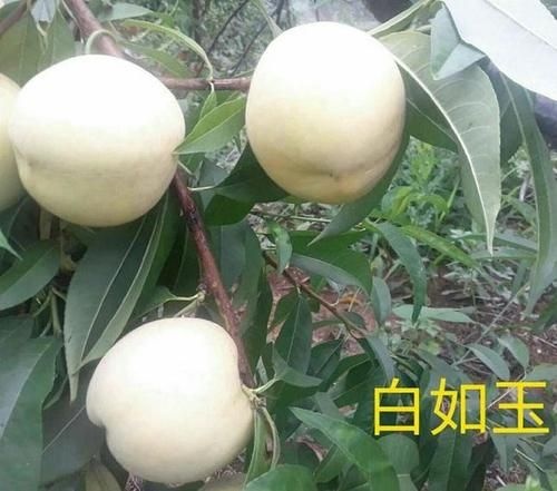 平邑县 白如玉桃树苗，占地苗，盆栽地栽，南北方种植！