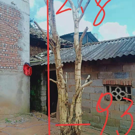 开远市高杆瓜子黄杨