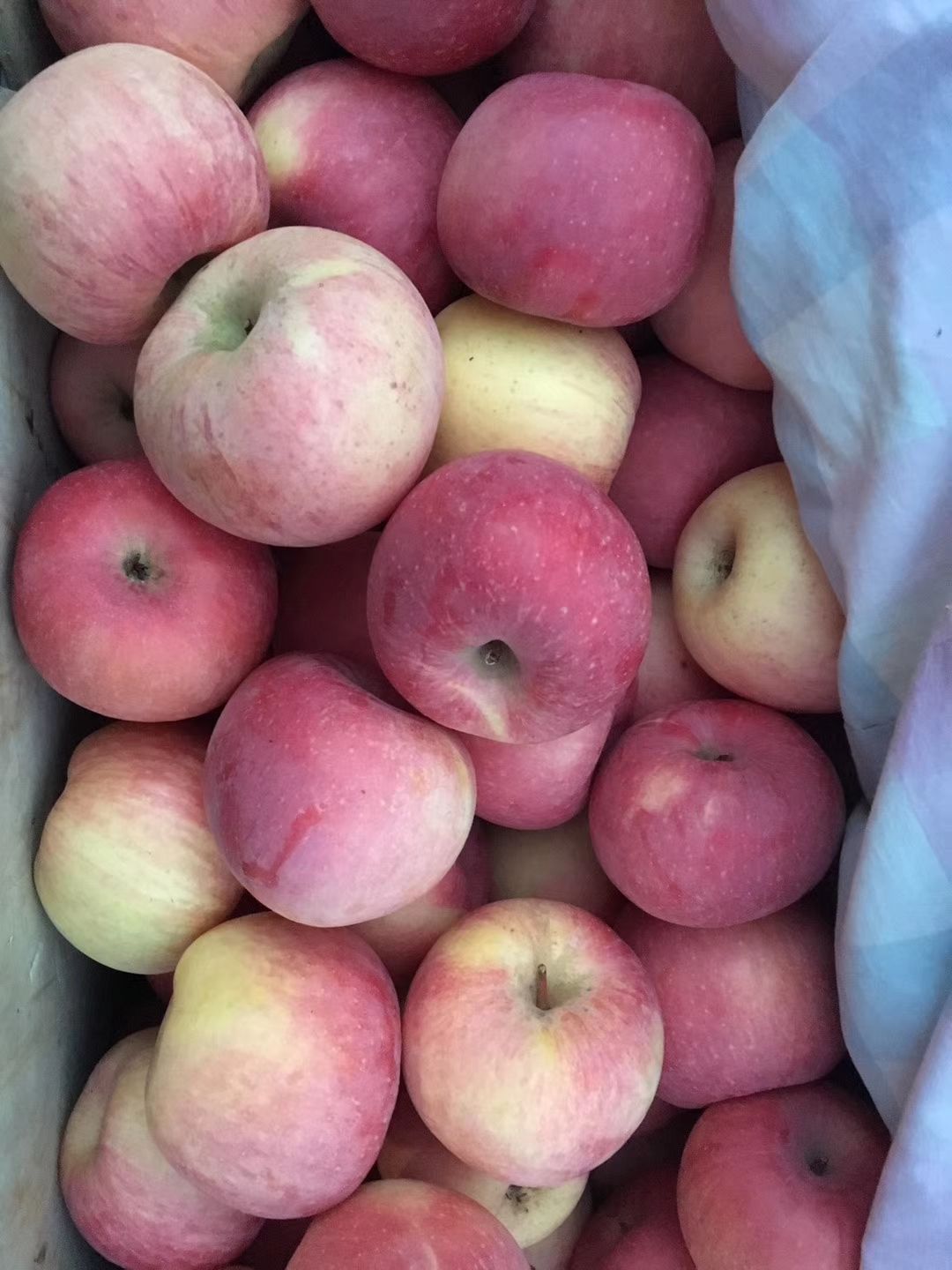  烟台红富士苹果