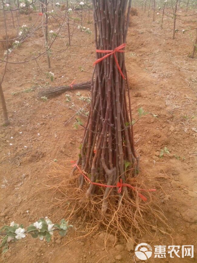  阿克苏冰糖心苹果苗，基地培育现挖现发，保湿发货提供技术