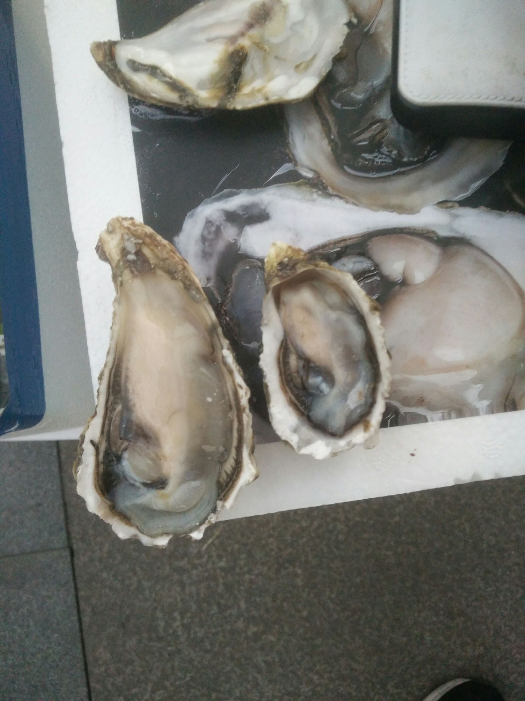 深海海鲜 海鲜批发零售，一手货源，保质保量！新鲜！无脱水现象