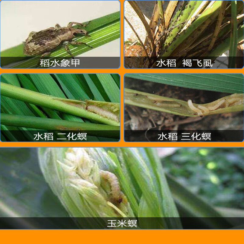 先正达福戈氯虫苯甲酰胺  水稻纵卷叶螟象甲飞虱玉米螟杀虫剂