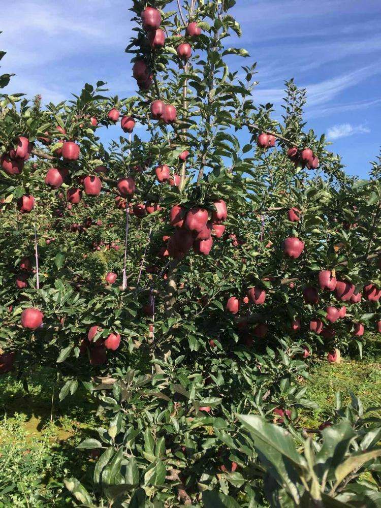 蛇果苹果苗 新引进美国蛇果树苗,基地培育保证品种,南北方均可种植